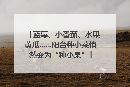 蓝莓、小番茄、水果黄瓜……阳台种小菜悄然变为“种小果”